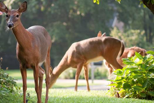 Deer: 10 Ways to Keep Them Away From Your Garden