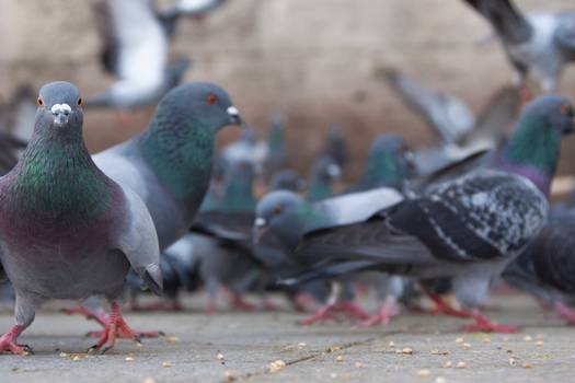 Pigeons: 7 Ways to Keep Them Off Your Patio