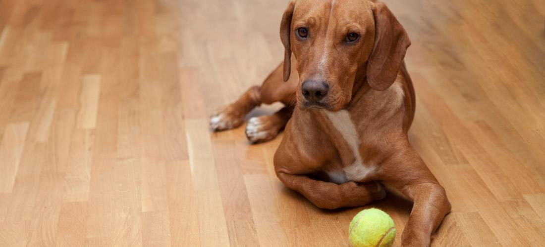 how-to-repair-your-hardwood-floors