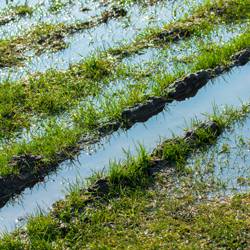 Tips-on-How-to-Repair-Prevent-Flooded-Lawns-4