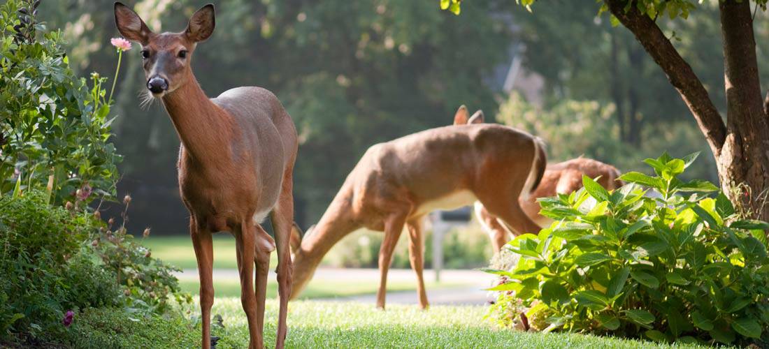 Ways-to-Keep-Deer-Away-From-Your-Garden