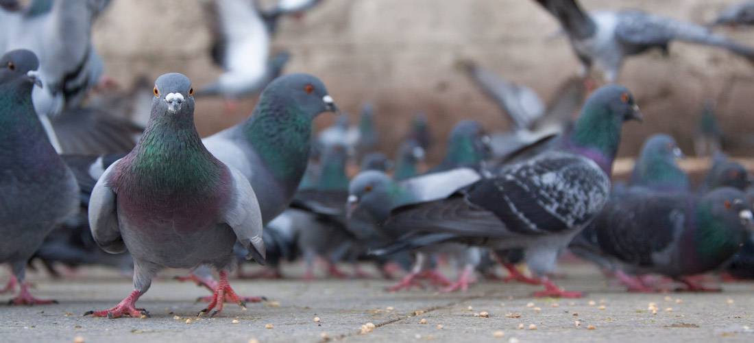 Ways-to-Keep-Pigeons-Off-Your-Patio