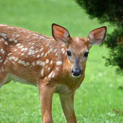 fawn