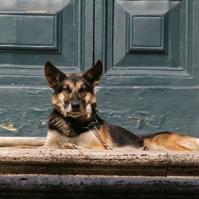 guard-dog